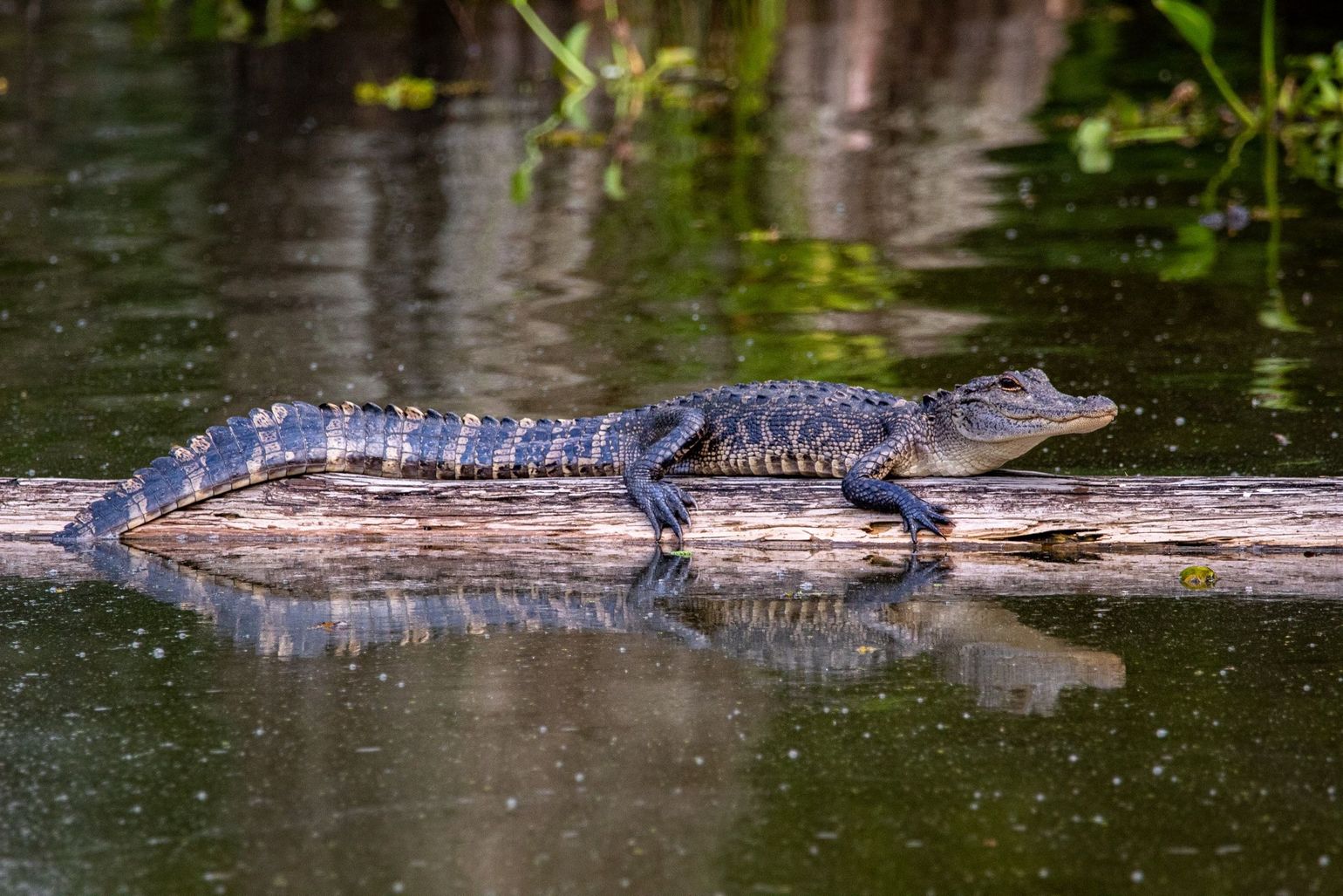 Atchafalaya